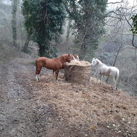 Agriturismo Antica Corte Montatteglia Eksteriør billede