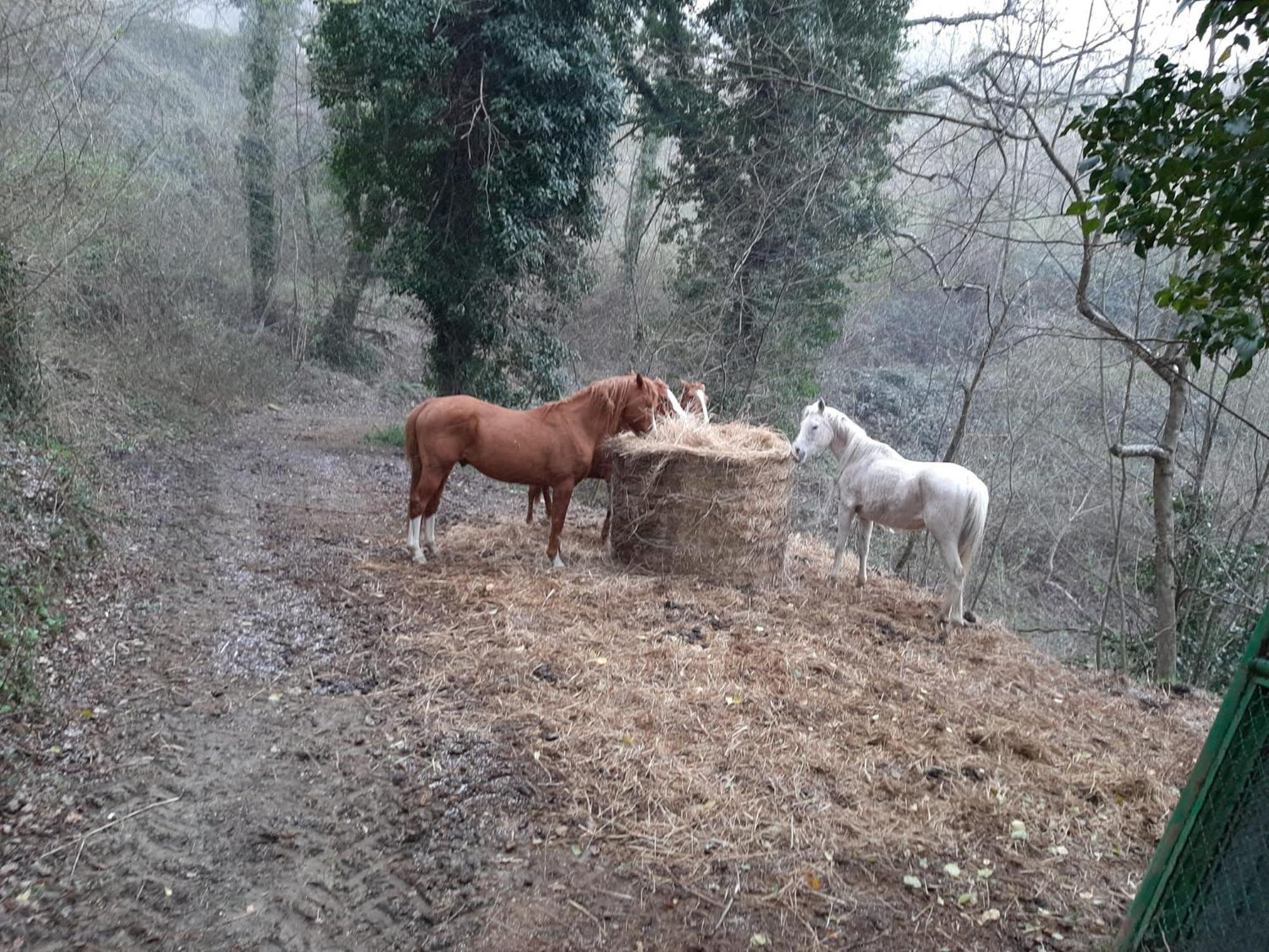 Agriturismo Antica Corte Montatteglia Eksteriør billede